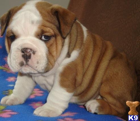 English Bulldog Puppies in FL